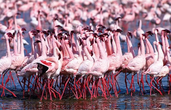 5 Days 4 Nights Masai Mara-Lake Nakuru And Lake Naivasha Safari Package 